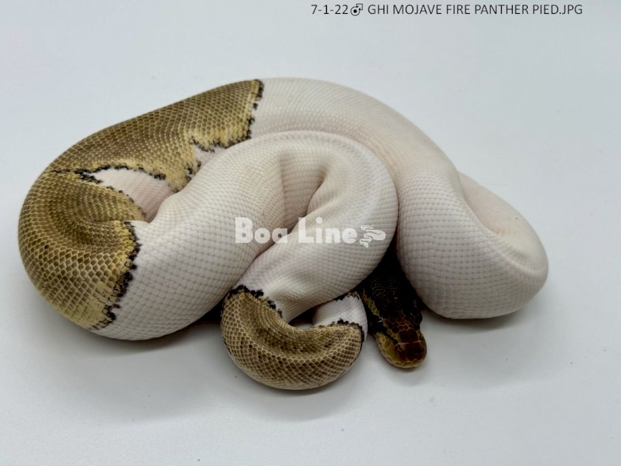 GHI MOJAVE FIRE PANTHER PIED